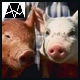 2023 Lean Hog / Cattle-Hog Spreads